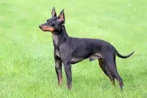 Read more about the article English Toy Terrier Züchter