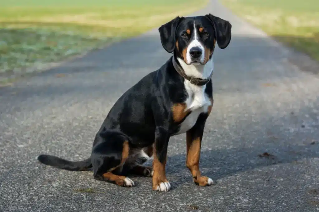 Entlebucher Sennenhund Züchter mit Welpen Brandenburg