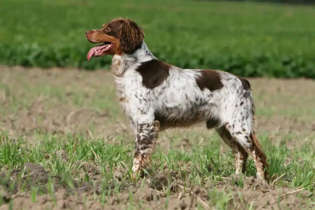 Epagneul Breton Züchter mit Welpen Rheinland-Pfalz