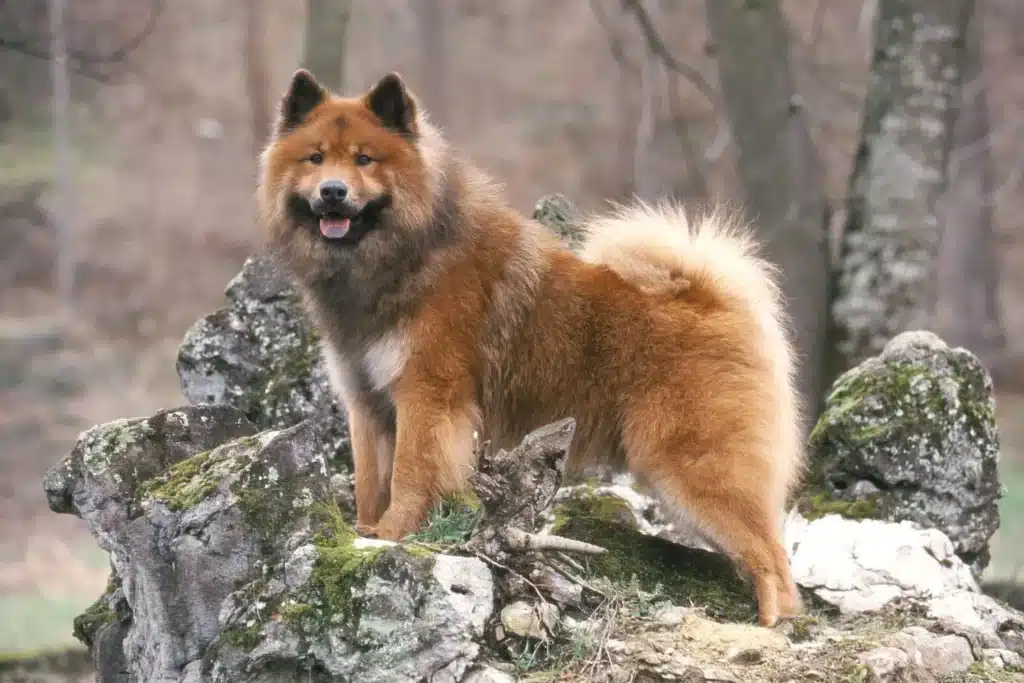 Eurasier Züchter mit Welpen Hamburg