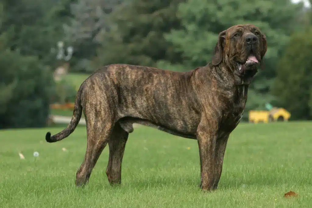 Fila Brasileiro Züchter mit Welpen Schleswig-Holstein