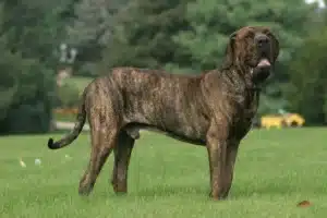 Read more about the article Fila Brasileiro Züchter