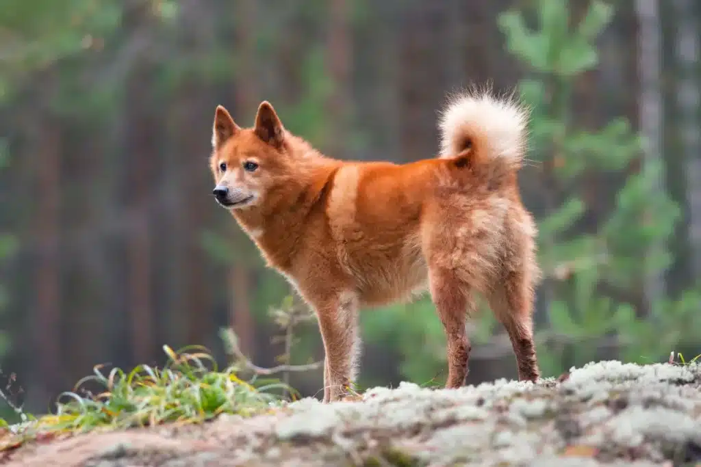 Finnenspitz Züchter mit Welpen Bayern