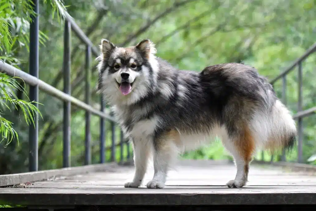 Finnischer Lapphund Züchter mit Welpen Schweiz