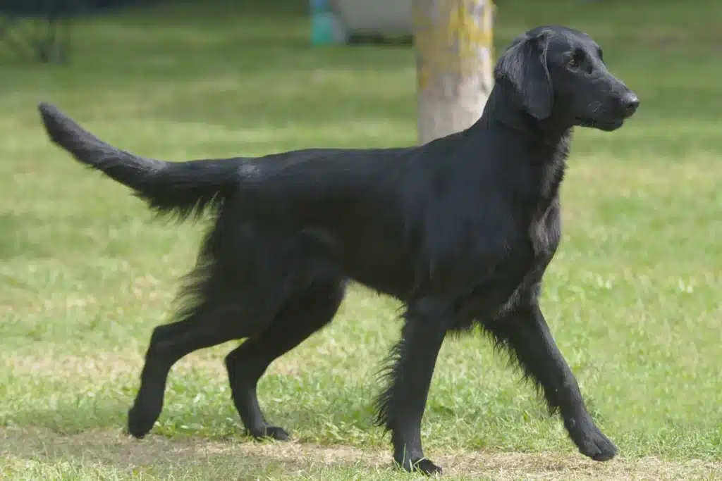 Flat Coated Retriever Züchter mit Welpen Schweiz