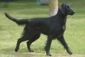 Read more about the article Flat Coated Retriever Züchter
