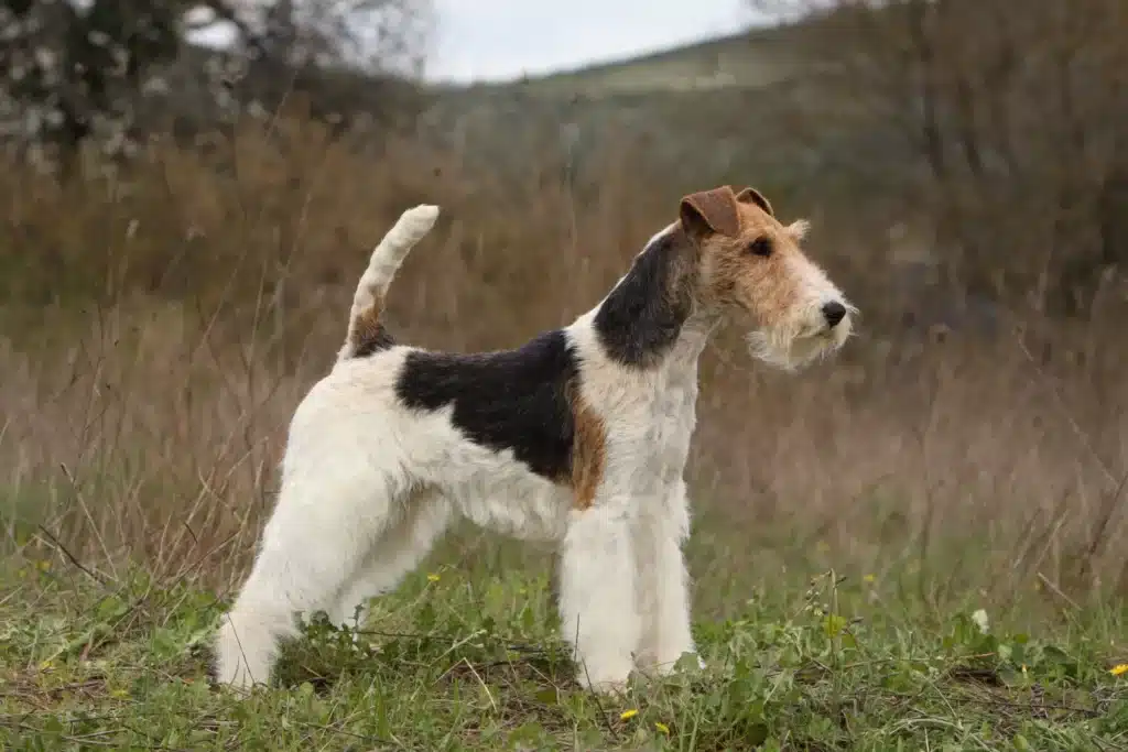 Foxterrier Züchter