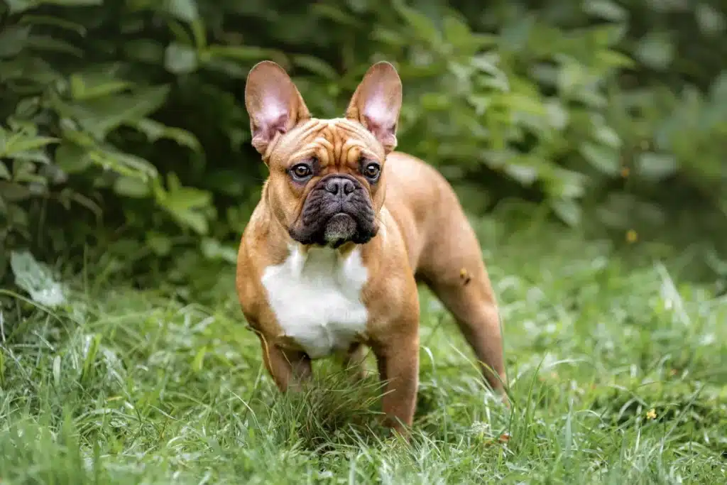 Französische Bulldogge Züchter mit Welpen Bremen