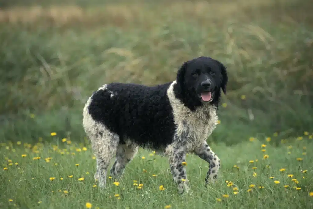 Friesischer Wasserhund Züchter mit Welpen Rheinland-Pfalz