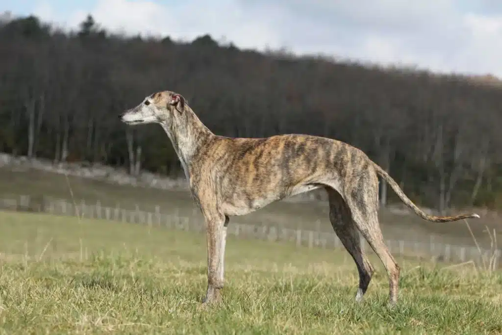 Galgo Espanol Züchter mit Welpen Thüringen