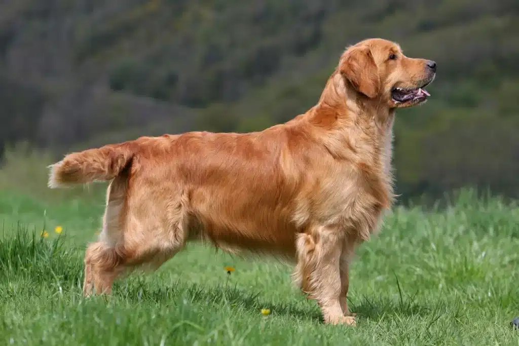 Golden Retriever Züchter mit Welpen Hessen