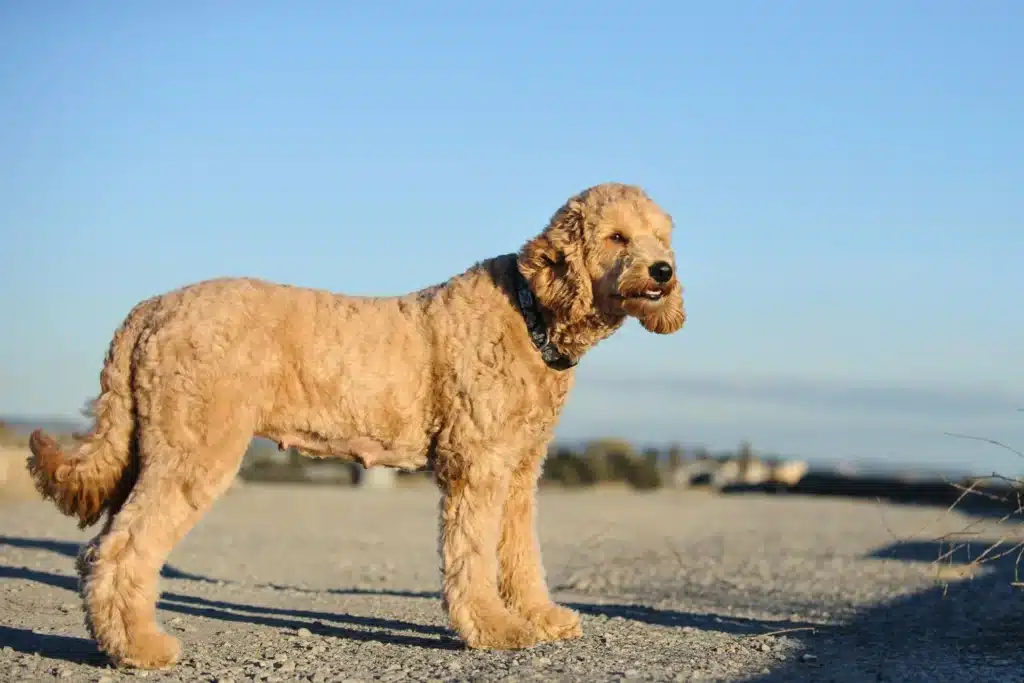 Goldendoodle Züchter mit Welpen Österreich