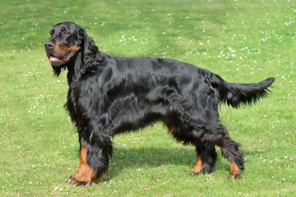 Gordon Setter Züchter mit Welpen Mecklenburg-Vorpommern