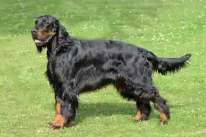 Read more about the article Gordon Setter Züchter