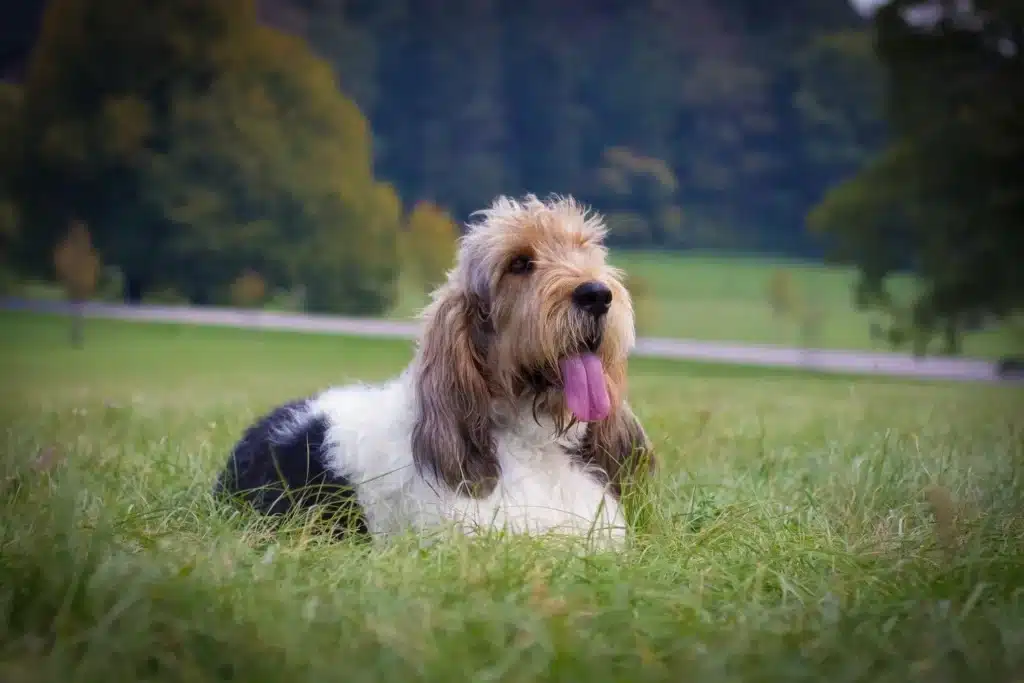 Grand Basset Griffon Vendéen Züchter mit Welpen Hamburg