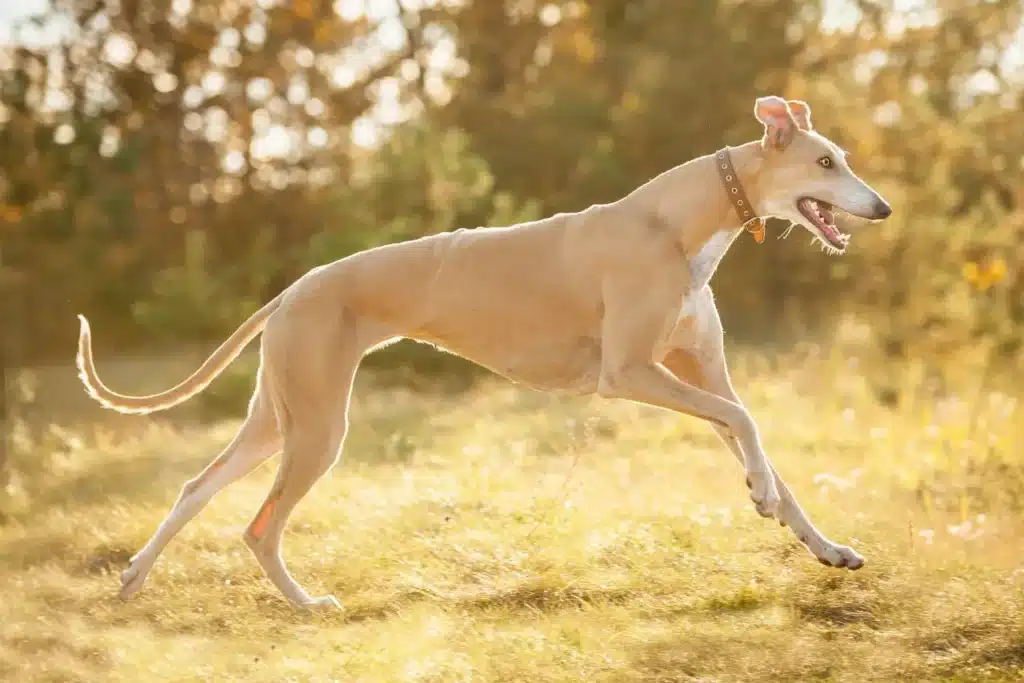 Greyhound Züchter mit Welpen Hamburg