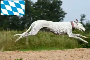 Read more about the article Greyhound Züchter und Welpen in Bayern