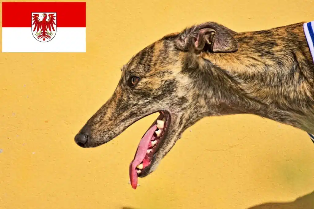 Greyhound Züchter mit Welpen Brandenburg