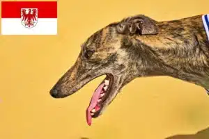 Read more about the article Greyhound Züchter und Welpen in Brandenburg