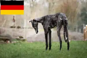 Read more about the article Greyhound Züchter und Welpen in Deutschland
