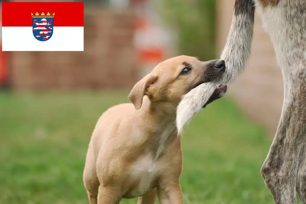 Greyhound Züchter mit Welpen Hessen