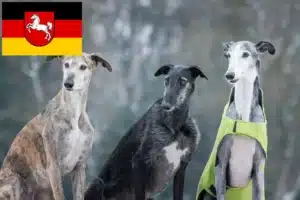 Read more about the article Greyhound Züchter und Welpen in Niedersachsen