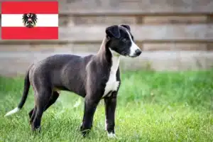 Read more about the article Greyhound Züchter und Welpen in Österreich