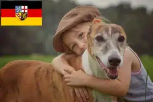 Read more about the article Greyhound Züchter und Welpen im Saarland