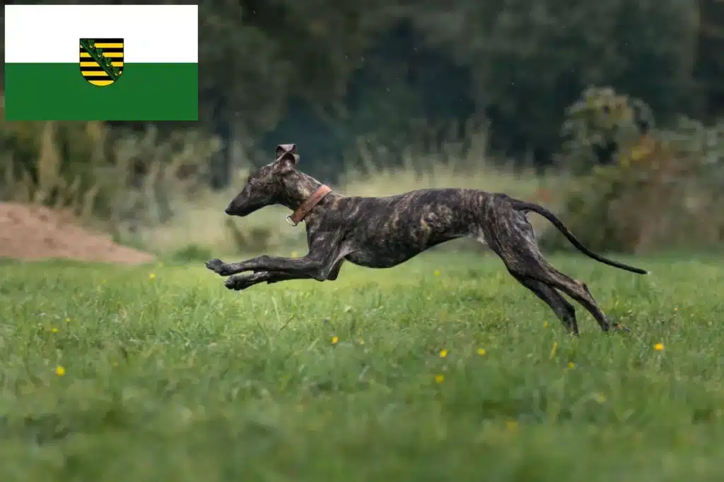 Greyhound Züchter mit Welpen Sachsen