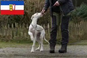 Read more about the article Greyhound Züchter und Welpen in Schleswig-Holstein