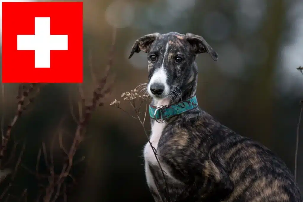 Greyhound Züchter mit Welpen Schweiz