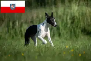 Read more about the article Greyhound Züchter und Welpen in Thüringen