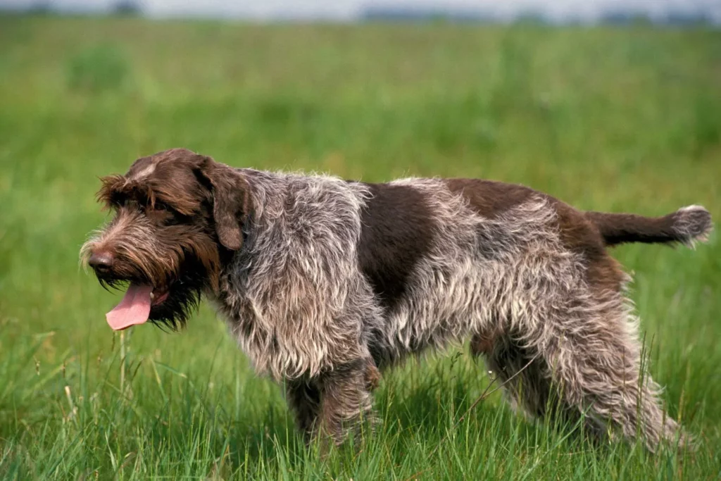 Griffon d’arrêt à poil dur Züchter mit Welpen Sachsen-Anhalt