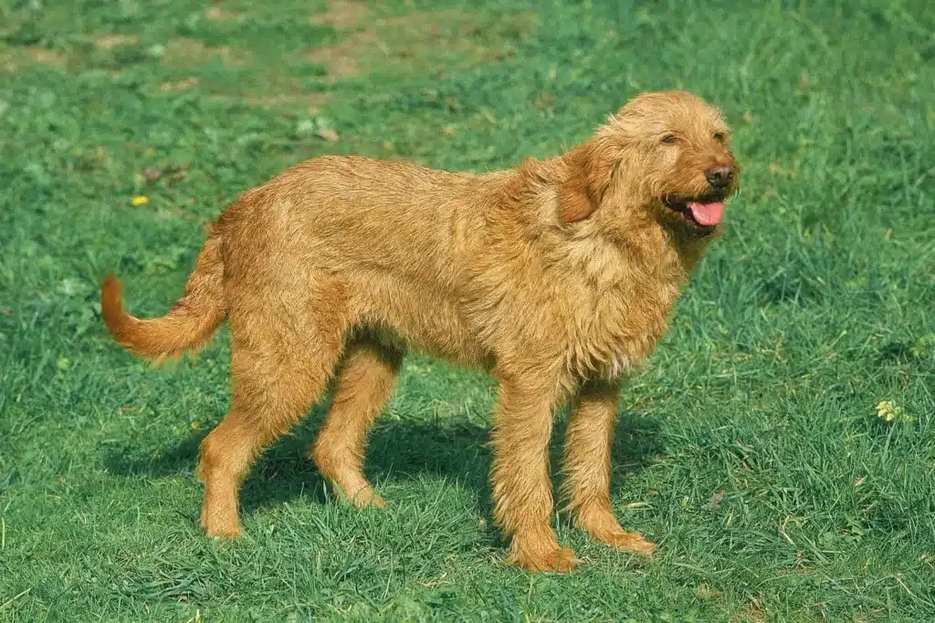 Griffon Fauve de Bretagne Züchter mit Welpen Hamburg