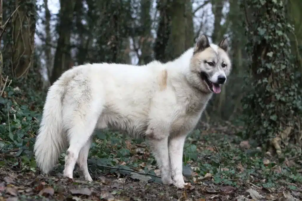 Grönlandhund Züchter mit Welpen Sachsen