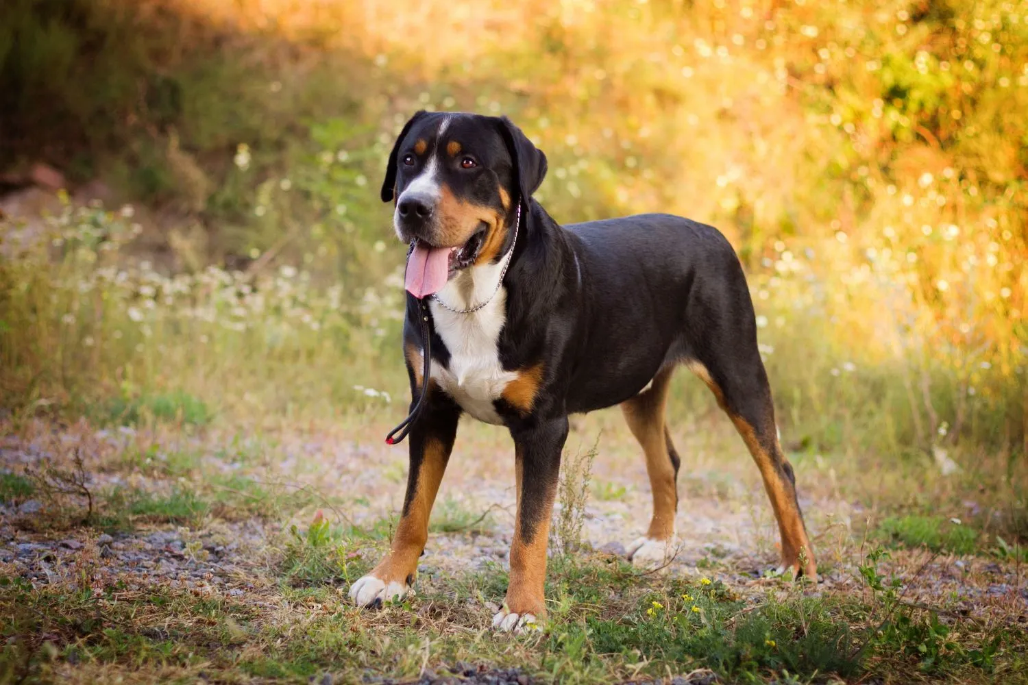 Großer Schweizer Sennenhund Züchter mit Welpen Sachsen-Anhalt