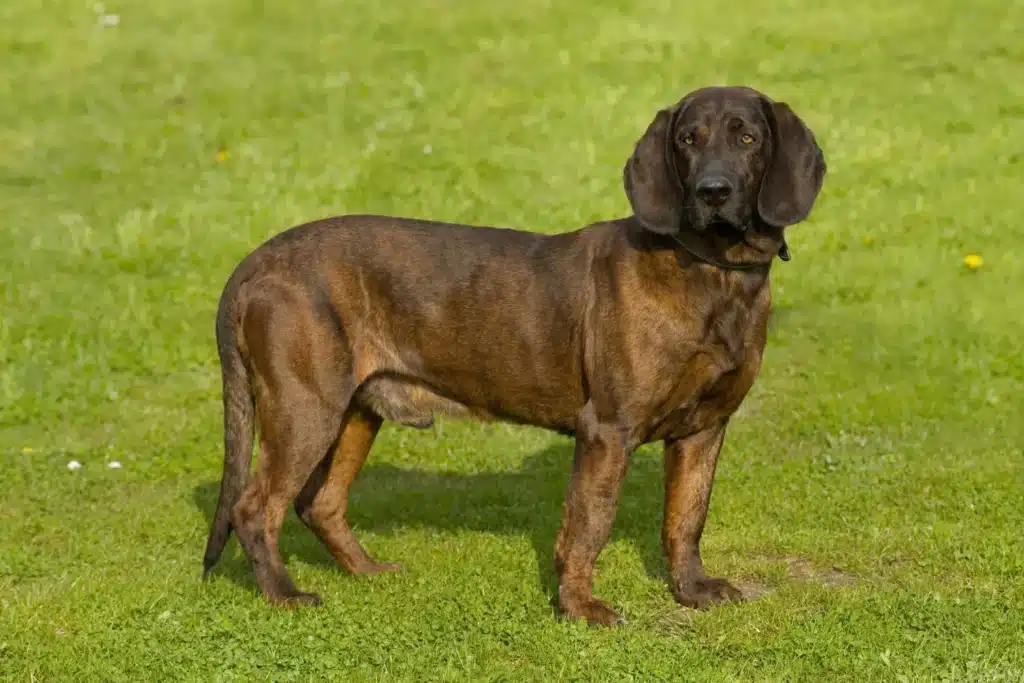 Hannoverscher Schweißhund Züchter mit Welpen Schweiz