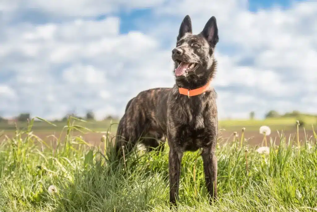 Hollandse Herdershond Züchter mit Welpen Sachsen