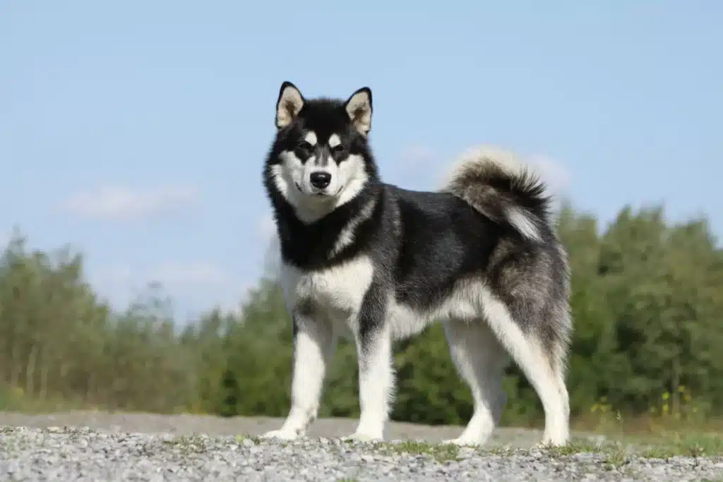 Husky Züchter mit Welpen Deutschland