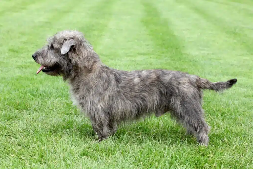 Irish Glen of Imaal Terrier Züchter mit Welpen Bayern