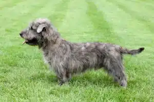 Read more about the article Irish Glen of Imaal Terrier Züchter