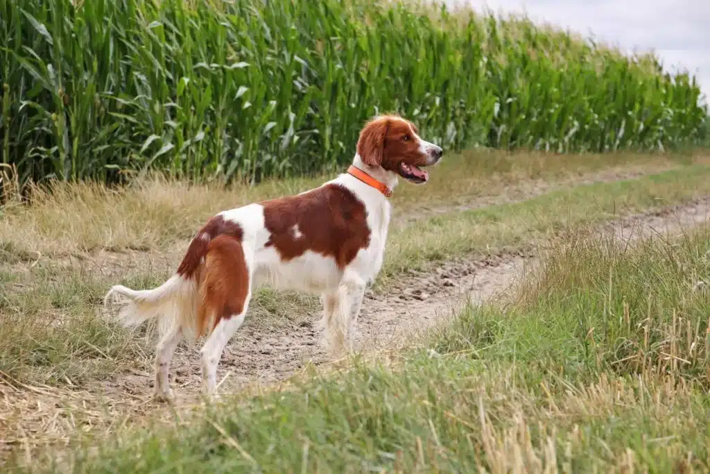 Irish Red and White Setter Züchter mit Welpen Sachsen-Anhalt