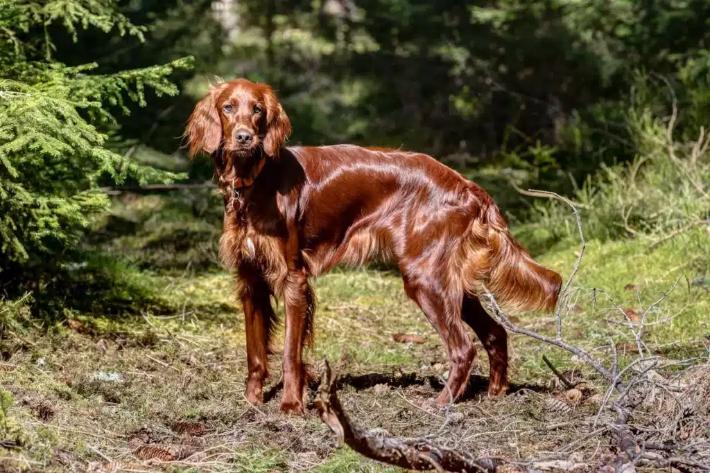 Irish Red Setter Züchter mit Welpen Thüringen