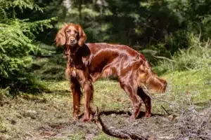 Read more about the article Irish Red Setter Züchter