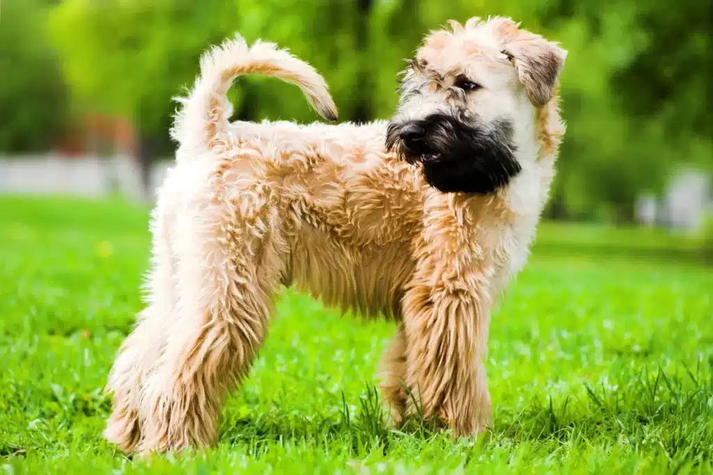 Irish Soft Coated Wheaten Terrier Züchter mit Welpen Berlin