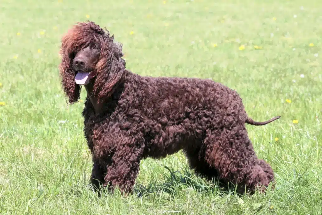 Irish Water Spaniel Züchter mit Welpen Saarland