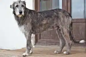 Read more about the article Irish Wolfhound Züchter