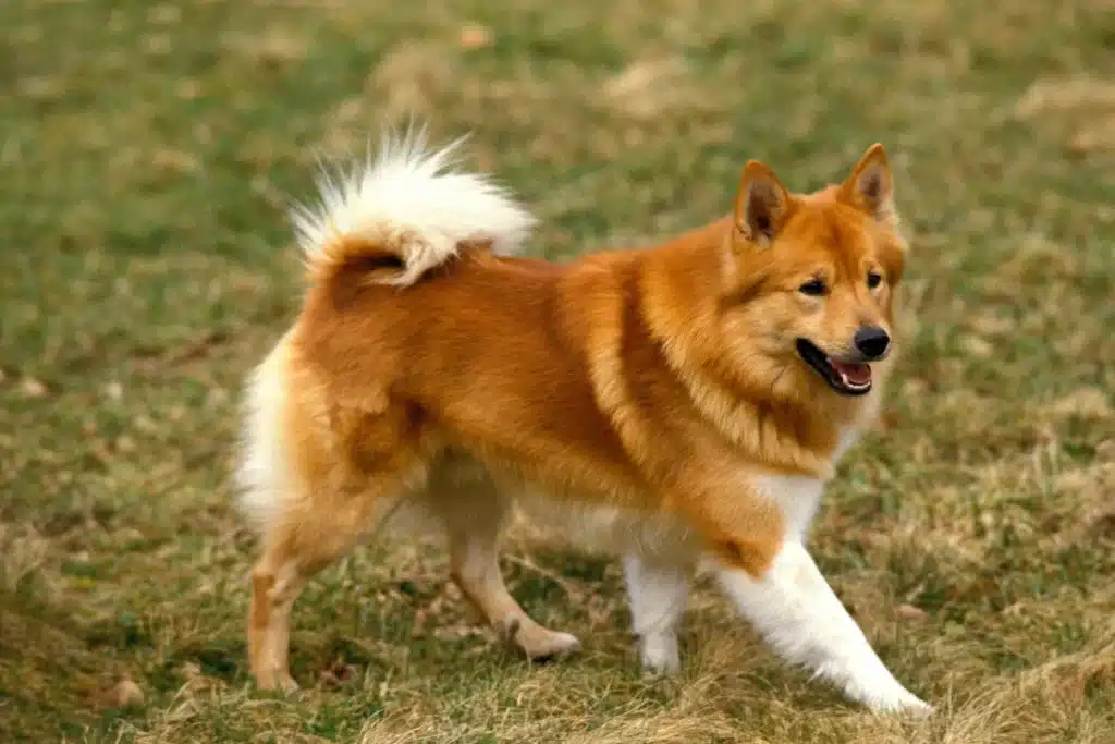 Islandhund Züchter mit Welpen Rheinland-Pfalz