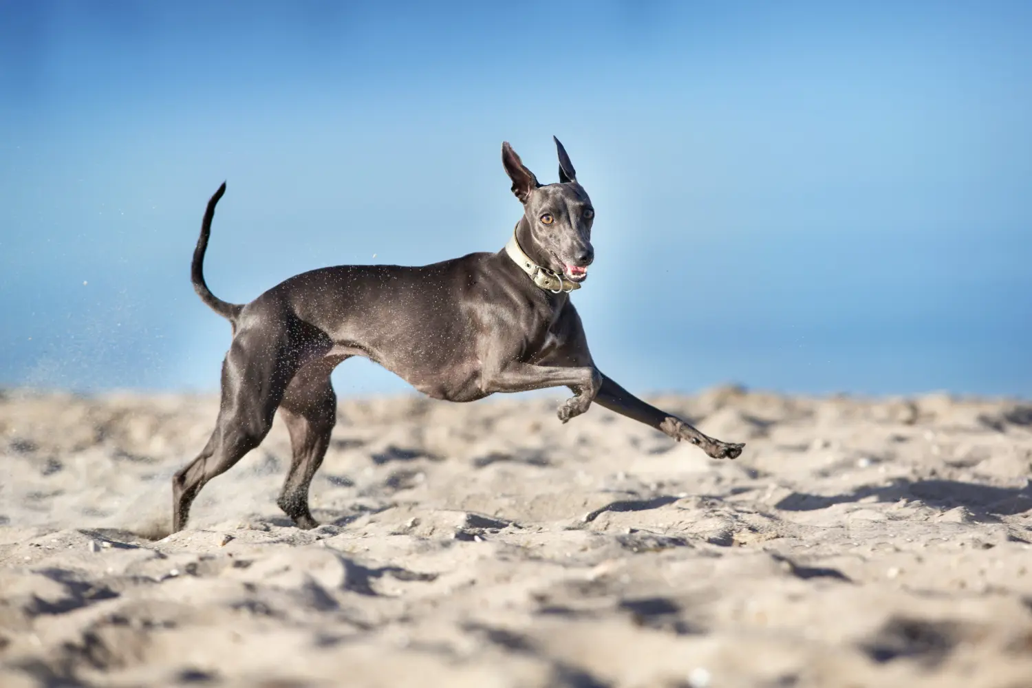 Als waschechter Windhund liebt es das Italienische Windspiel zu rennen und zu toben. Italienisches Windspiel läuft am Strand.