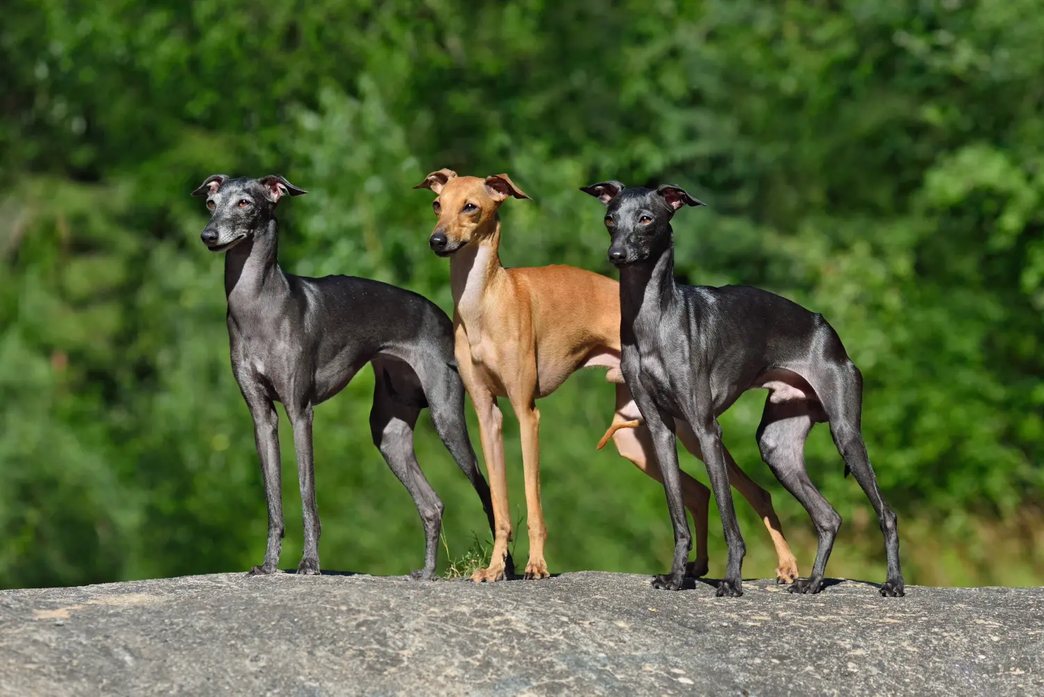 Das Italienische Windspiel: Edel, grazil und mit dem Herzen eines Sprinters. Drei Hunde der Rasse Italienisches Windspiel stehen auf einem Felsen